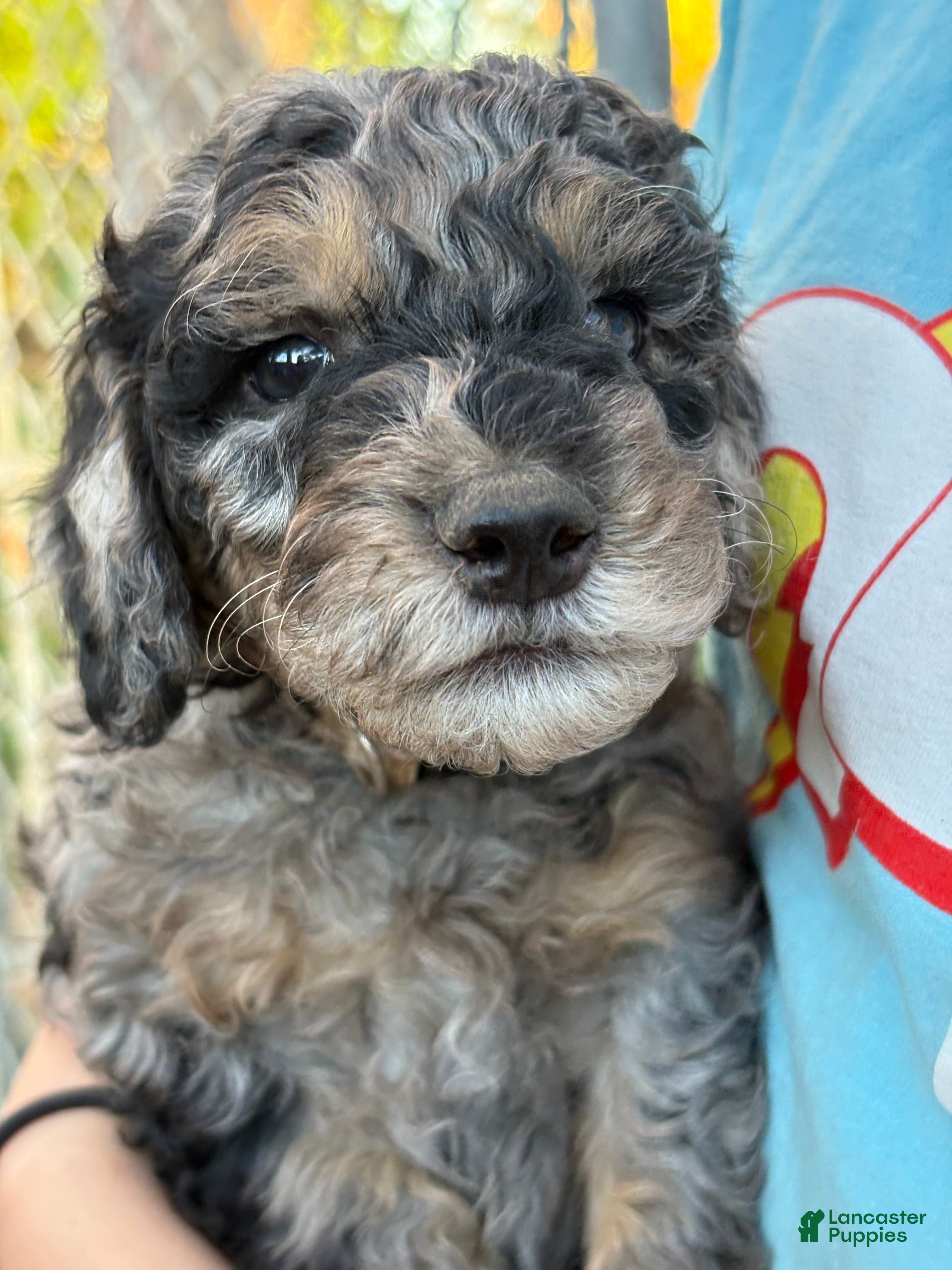Mixed Breed dogs for sale: Meet Dom – Blue Merle Male Mini Bernedoodle Puppy for Sale | Twin Falls, Idaho - Ad 1