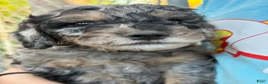 Meet Dom – Blue Merle Male Mini Bernedoodle Puppy for Sale | Twin Falls, Idaho
