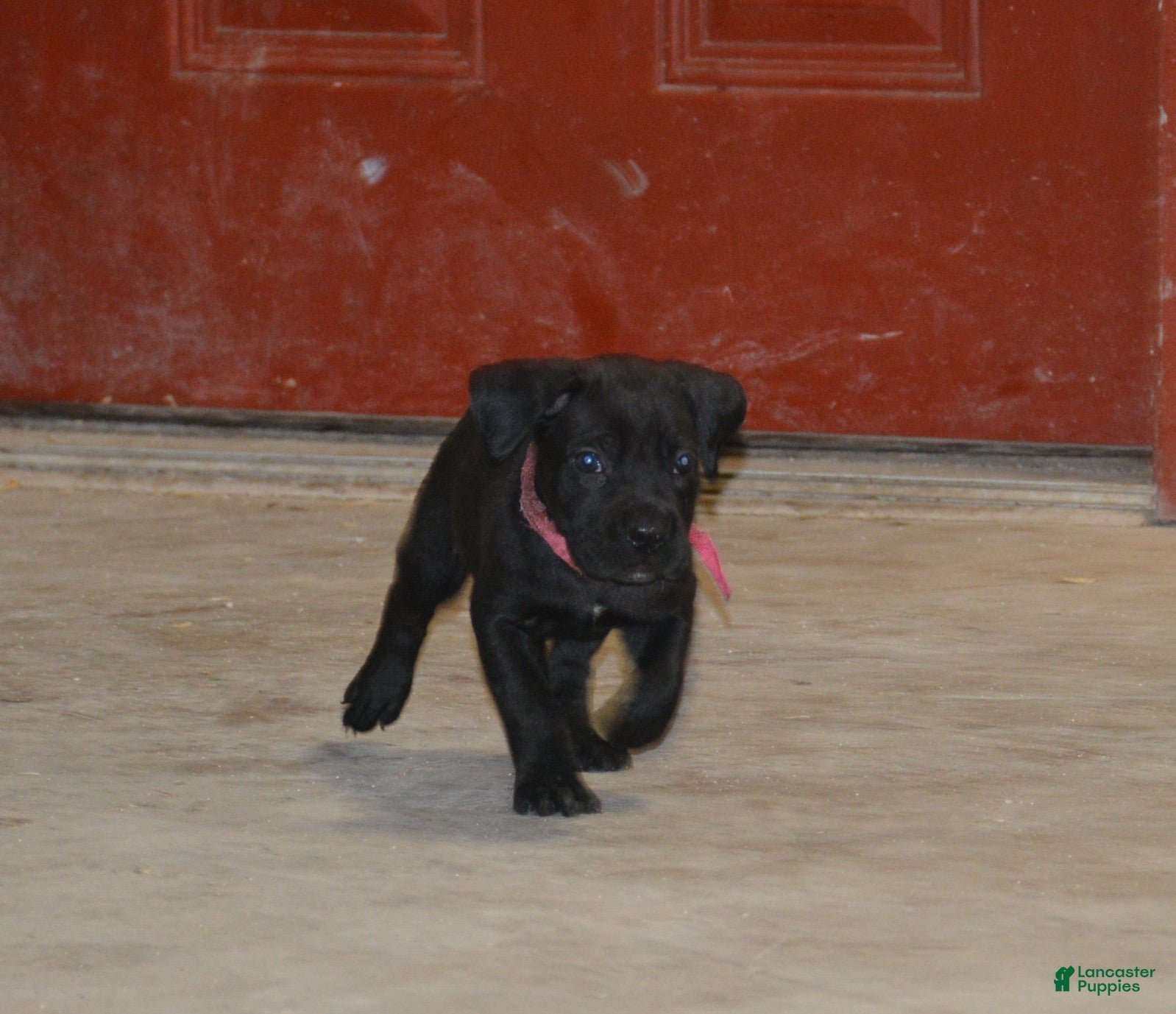 Cane Corso dogs Cane Corso Puppy 2 - Ad 4