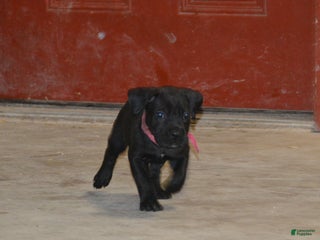 Cane Corso dogs Cane Corso Puppy 2 - Ad 4