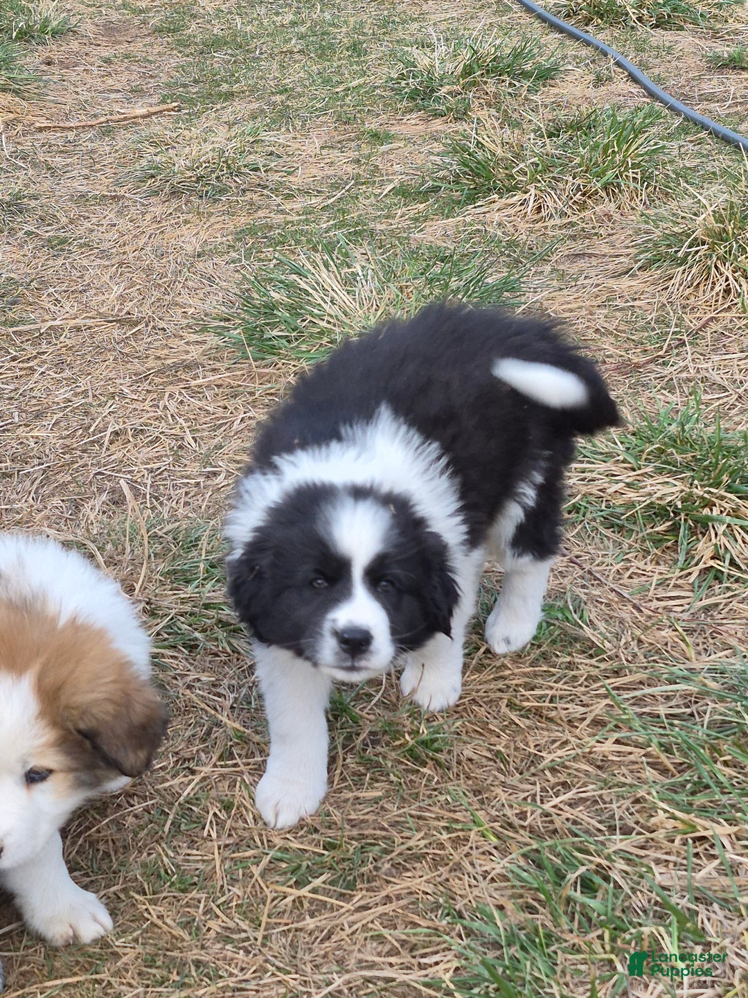 Mixed Breed dogs for sale: Cash - Ad 1