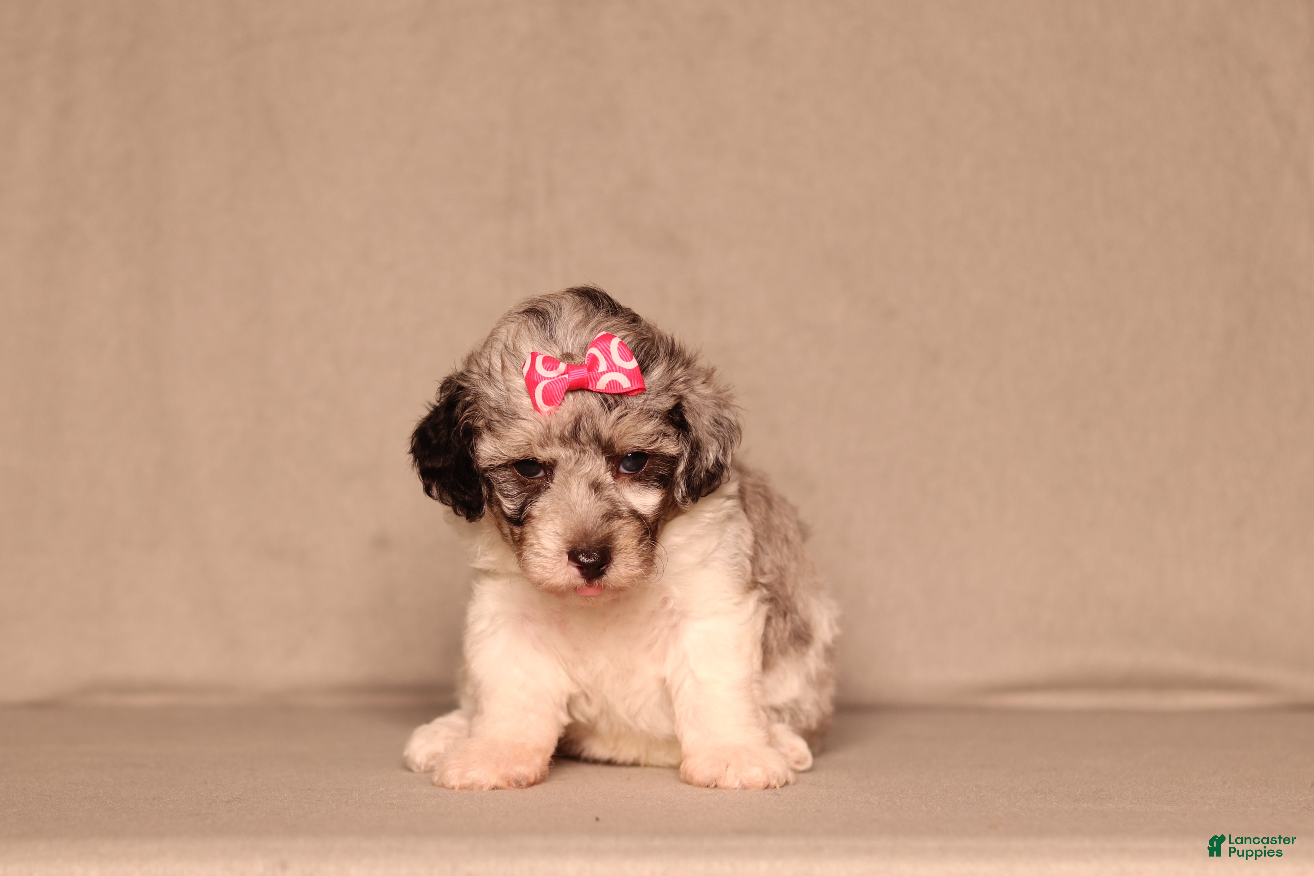 Miniature Poodle dogs Bella - Ad 2