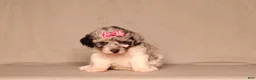 Miniature Poodle dogs for sale: Bella - Ad 2