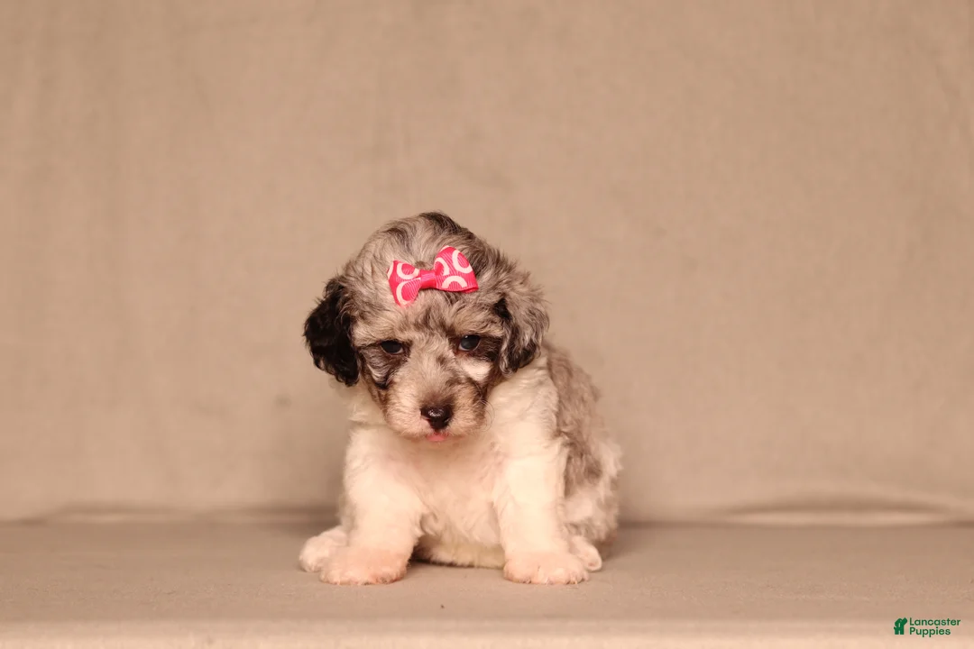 Miniature Poodle dogs for sale: Bella - Ad 2