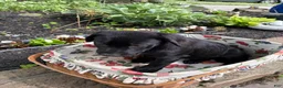 Mixed Breed dogs for sale: Mixed Breed 2 - Ad 8