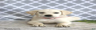Rhonda