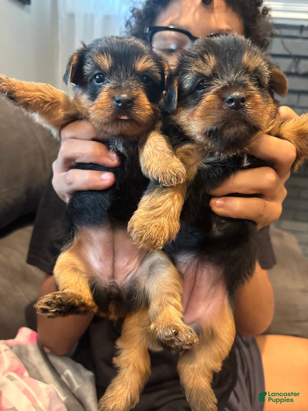 Yorkshire Terrier dogs for sale: Sunny - Ad 1