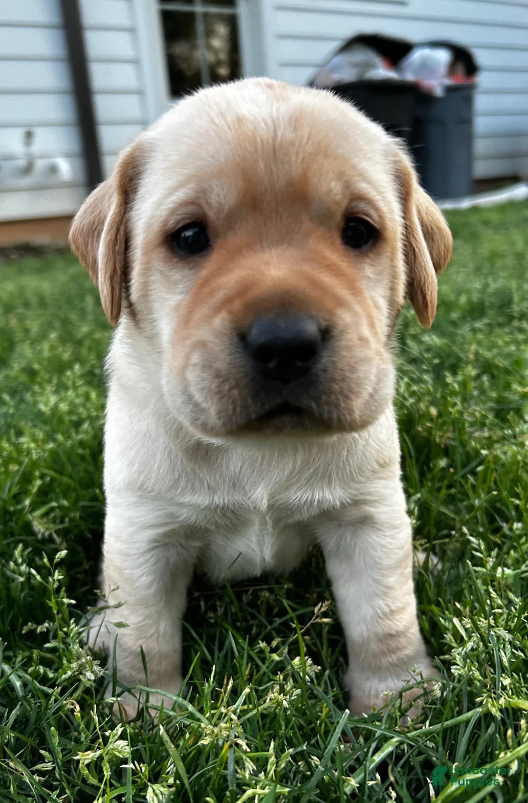 Labrador Retriever dogs for sale: Loki - Ad 2