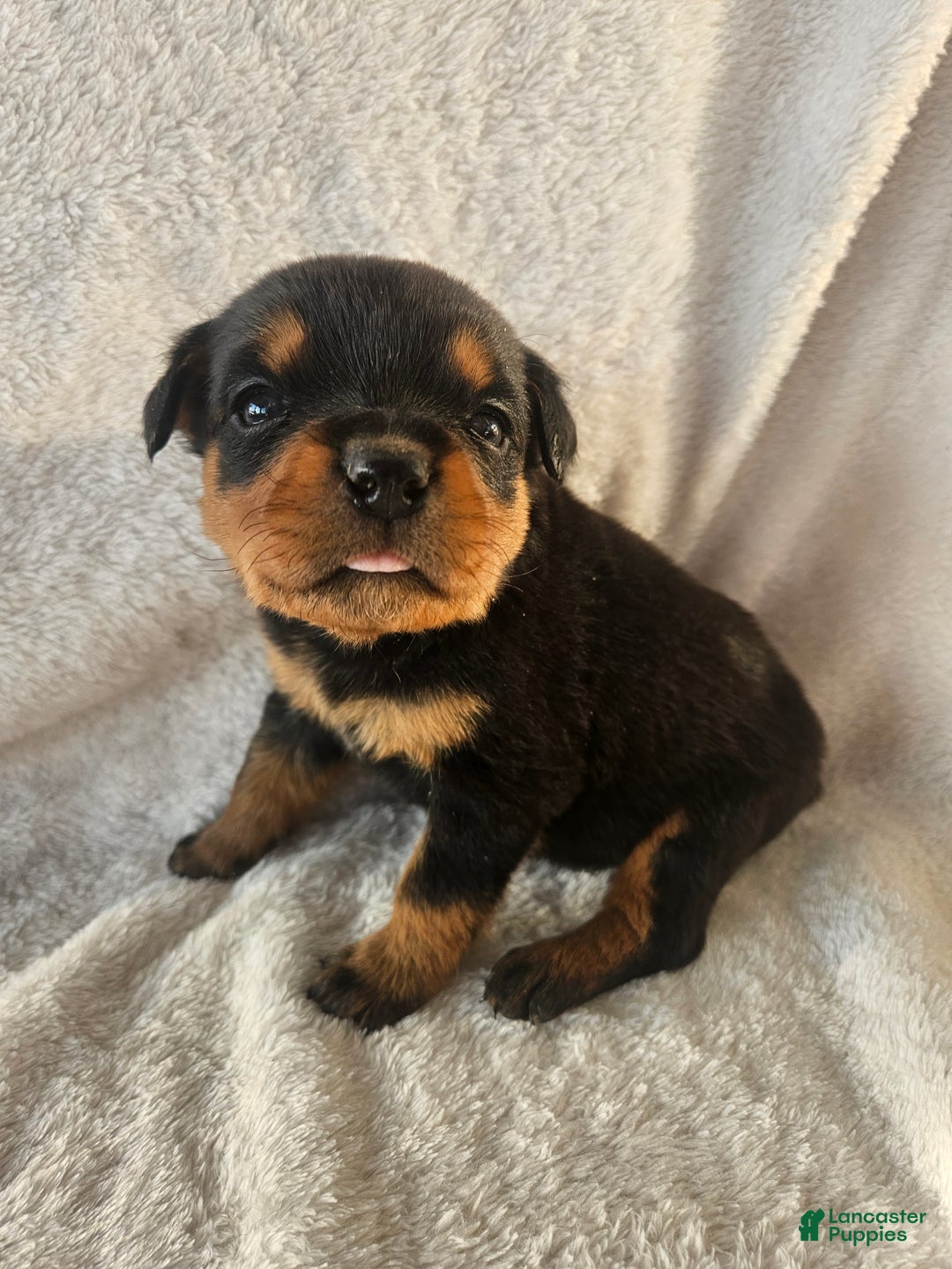 Rottweiler dogs for sale: Butch - Ad 4