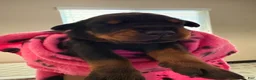Doberman Pinscher dogs for sale: Electra-Pink Collar - Ad 2