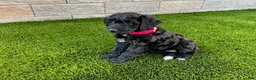 Sheltiedoodle dogs for sale: Mya - Ad 5
