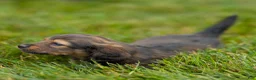 Miniature Dachshund dogs for sale: Marie Miniature Dachshund  - Ad 6