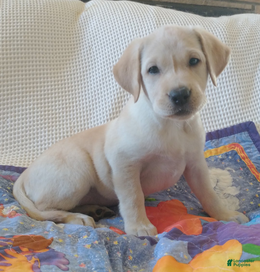 Labrador Retriever dogs for sale: Labrador Retriever litter of 1 puppies - Ad 1