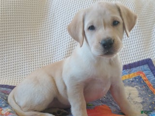 Labrador Retriever dogs Labrador Retriever litter of 1 puppies - Ad 3