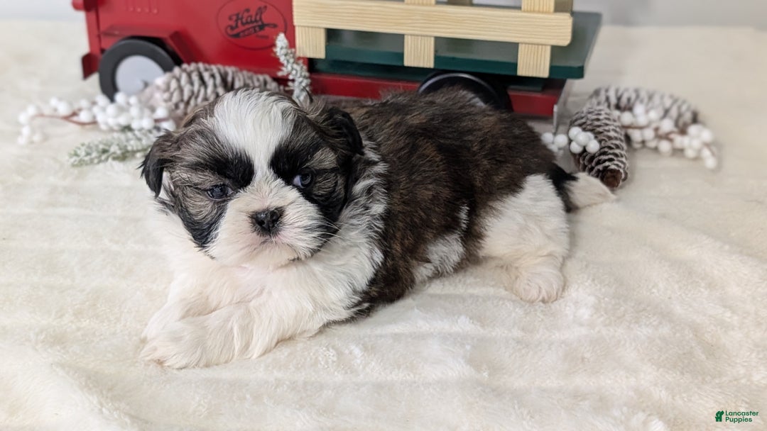 Shih Tzu dogs for sale: Tyson - Ad 10