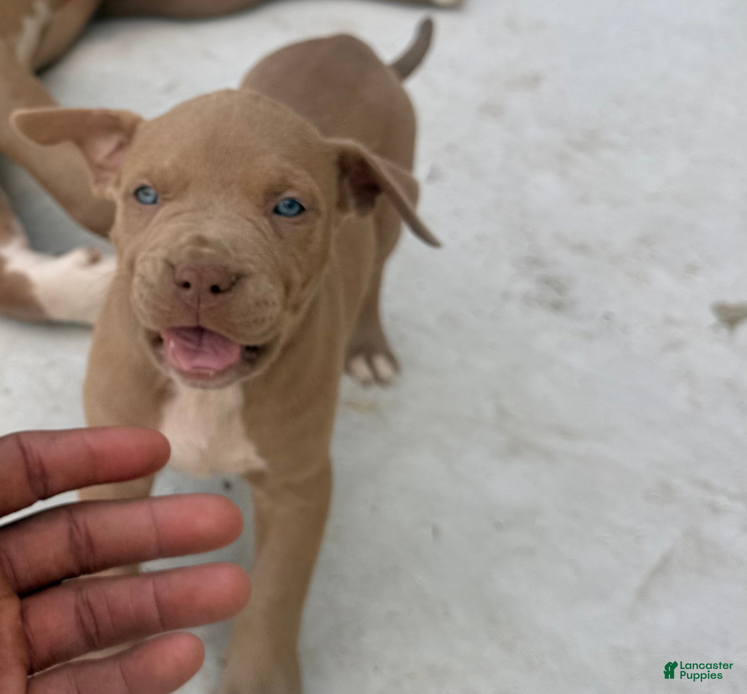 American Bully dogs American Bully Puppy 9 - Ad 39