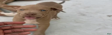 American Bully Puppy 9