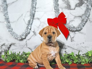 Mini Hippo dogs Andy - Ad 5