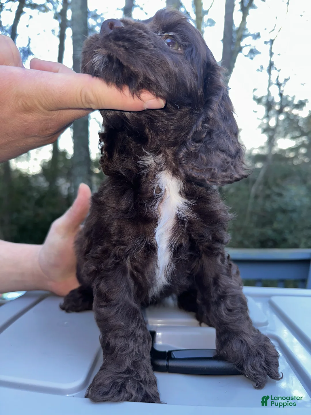 Cocker Spaniel dogs for sale: Prince - Ad 2