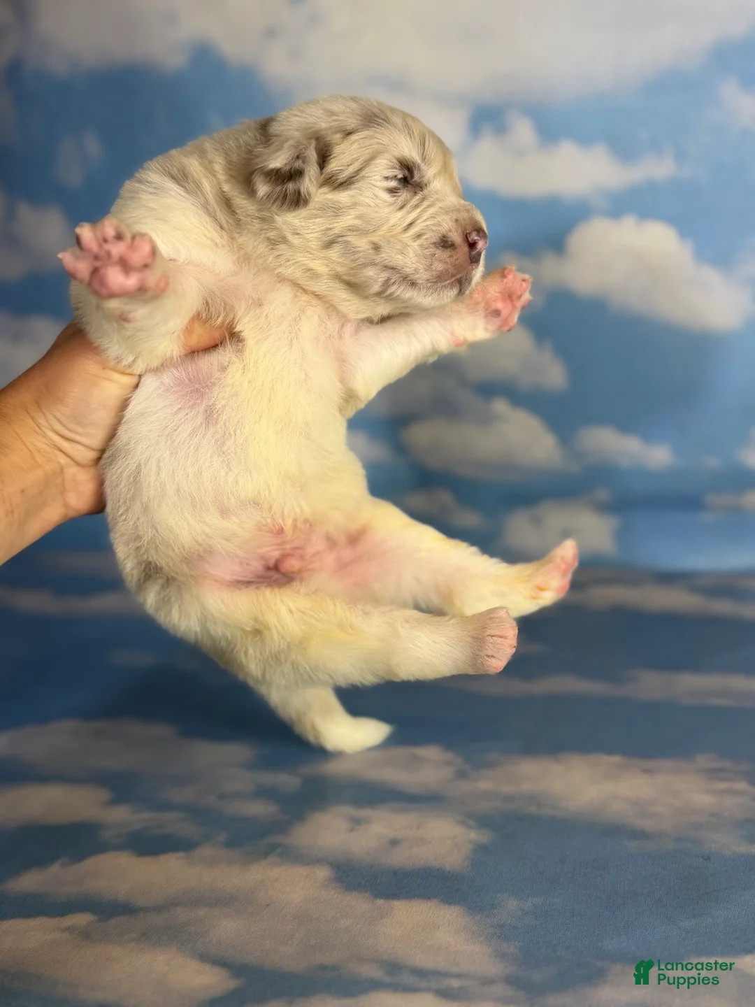 Newfoundland dogs for sale: Sour patch DNA clear OFA  - Ad 2