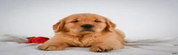 Golden Retriever dogs for sale: Rocky - Ad 10