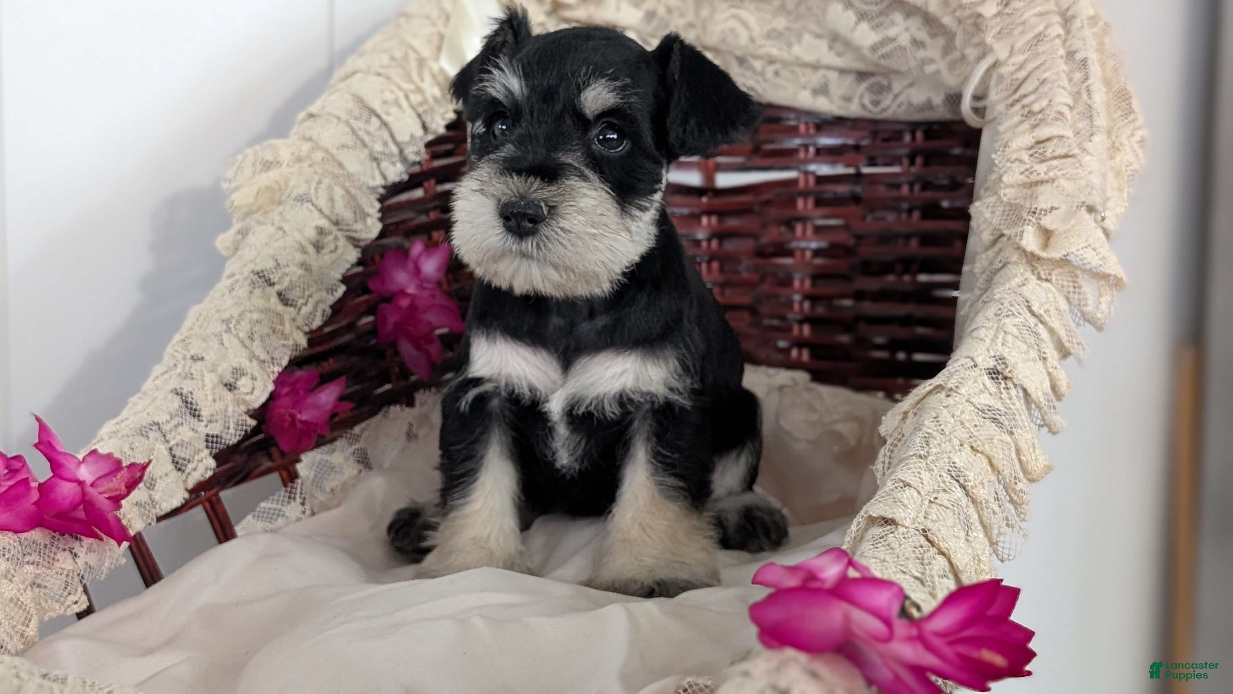 Miniature Schnauzer dogs Max - Ad 2
