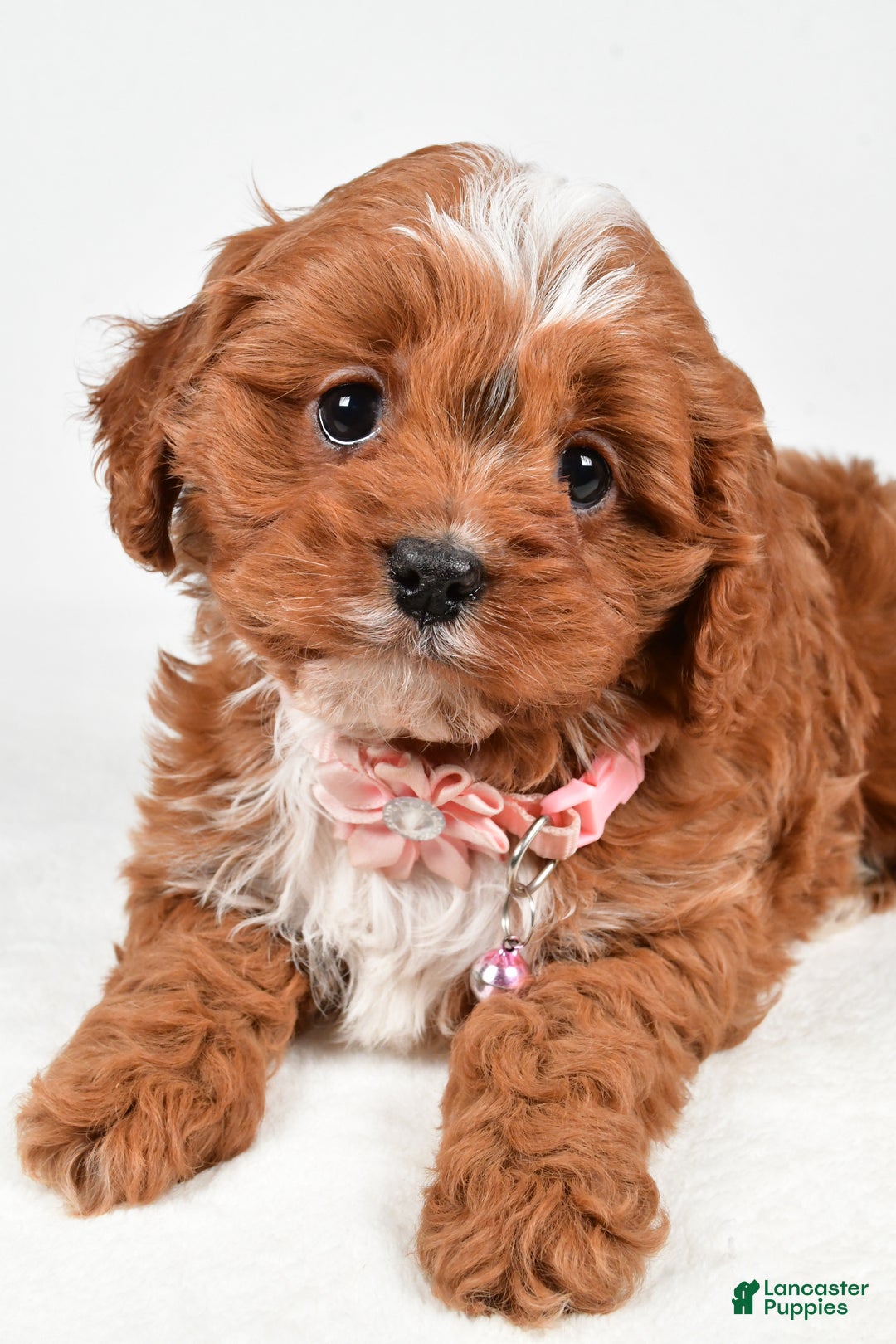 Cavapoo dogs for sale: Ruby - Ad 3