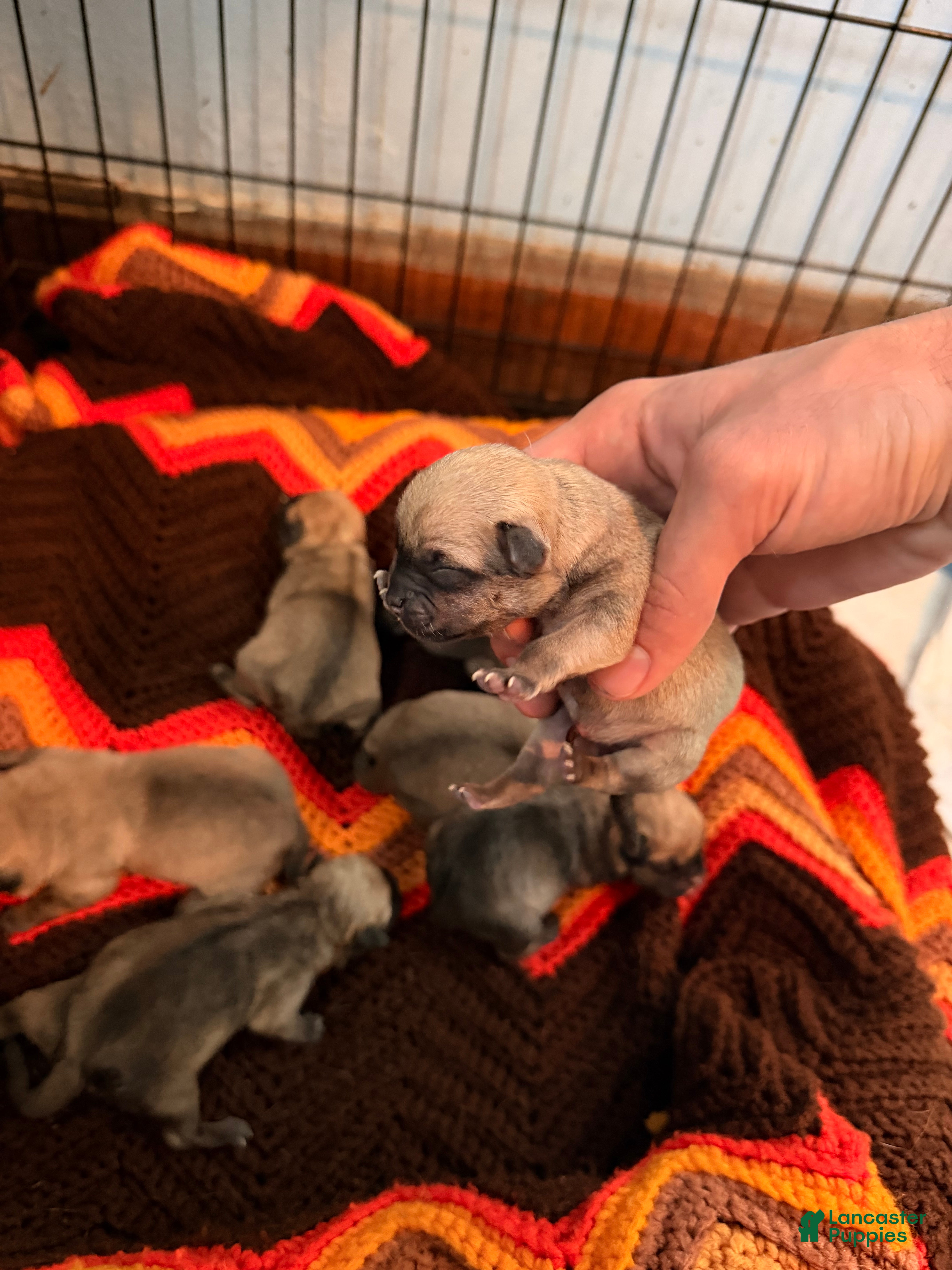 Mixed Breed dogs Chug 4 - Ad 5