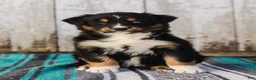 Australian Shepherd dogs for sale: Kelsey - Ad 4