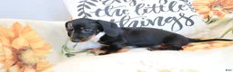 Miniature Dachshund dogs for sale: Dixie - Ad 5