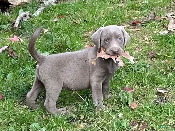 Labrador Retriever dogs Labrador Retriever 1 - Ad 11