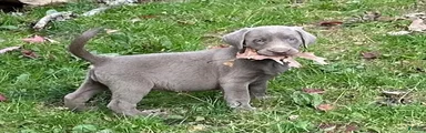 Labrador Retriever 1