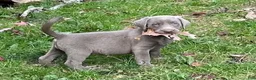Labrador Retriever dogs for sale: Labrador Retriever 1 - Ad 1