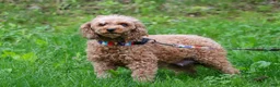 Miniature Poodle dogs for sale: Blake - Ad 9