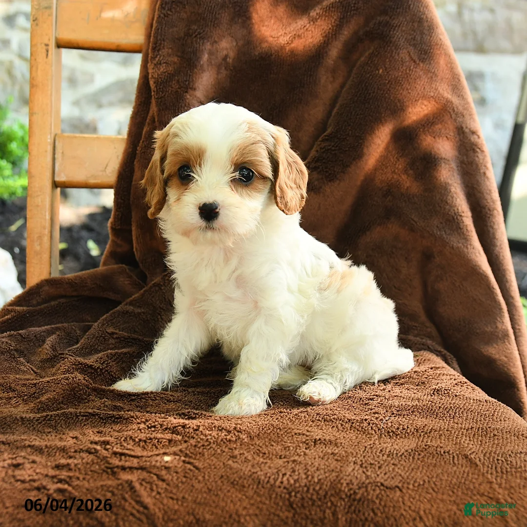 Cavapoo dogs for sale: Marlene - Ad 1