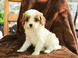 Cavapoo dogs for sale: Marlene - Ad 4