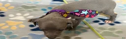 Italian Greyhound dogs for sale: Bear - Ad 3