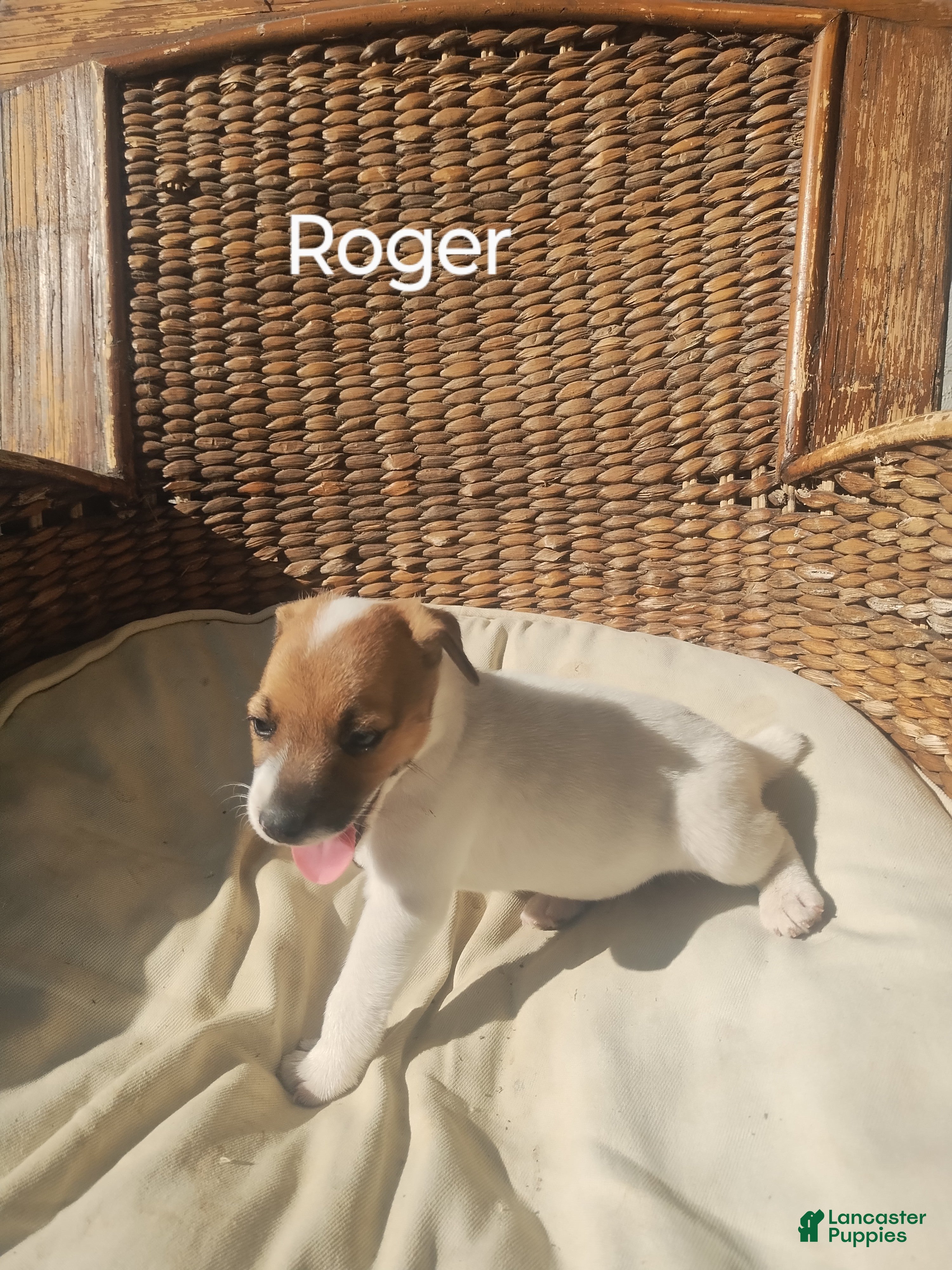 Jack Russell Terrier dogs Jack Russell Terrier 1 - Ad 1