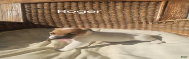 Jack Russell Terrier 1