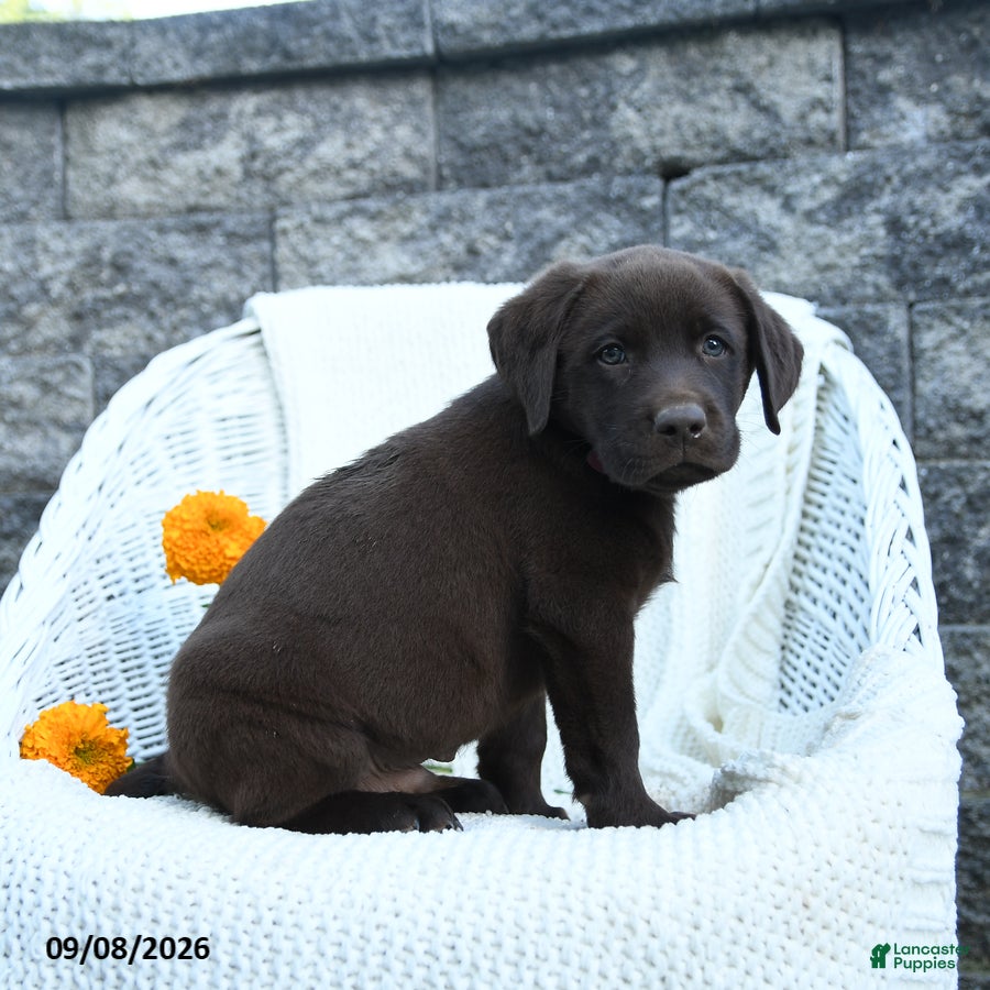 Labrador Retriever dogs Max - Ad 2