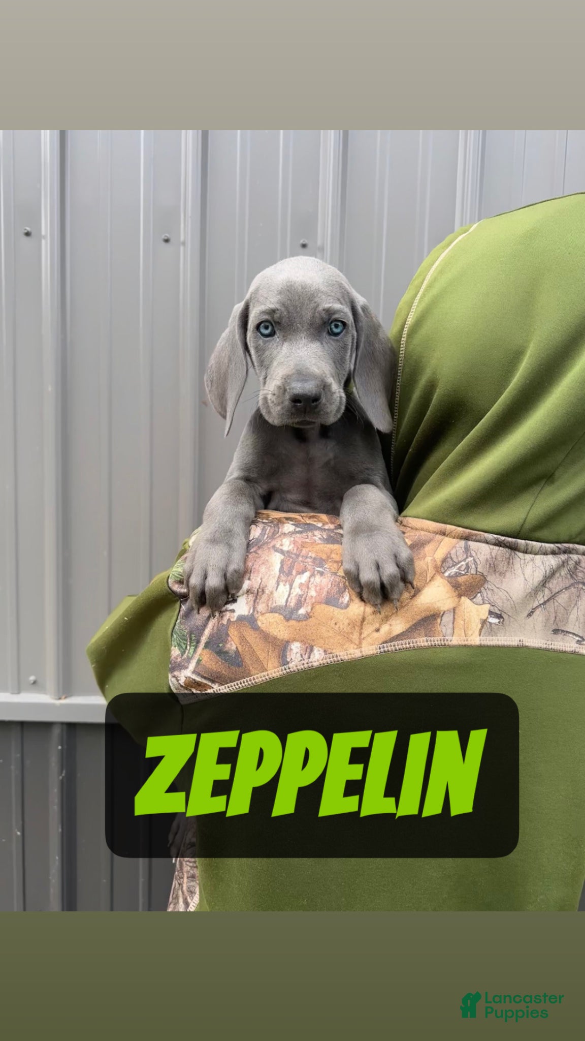 Weimaraner dogs Zeppelin - Ad 1