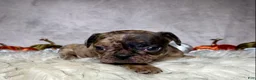 Mixed Breed dogs for sale: Miss Maisie  - Ad 3