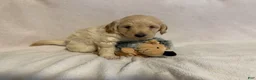 Mini Goldendoodle dogs for sale: Rex (unofficial name) - Ad 5