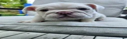 English Bulldog dogs for sale: Winter  - Ad 3