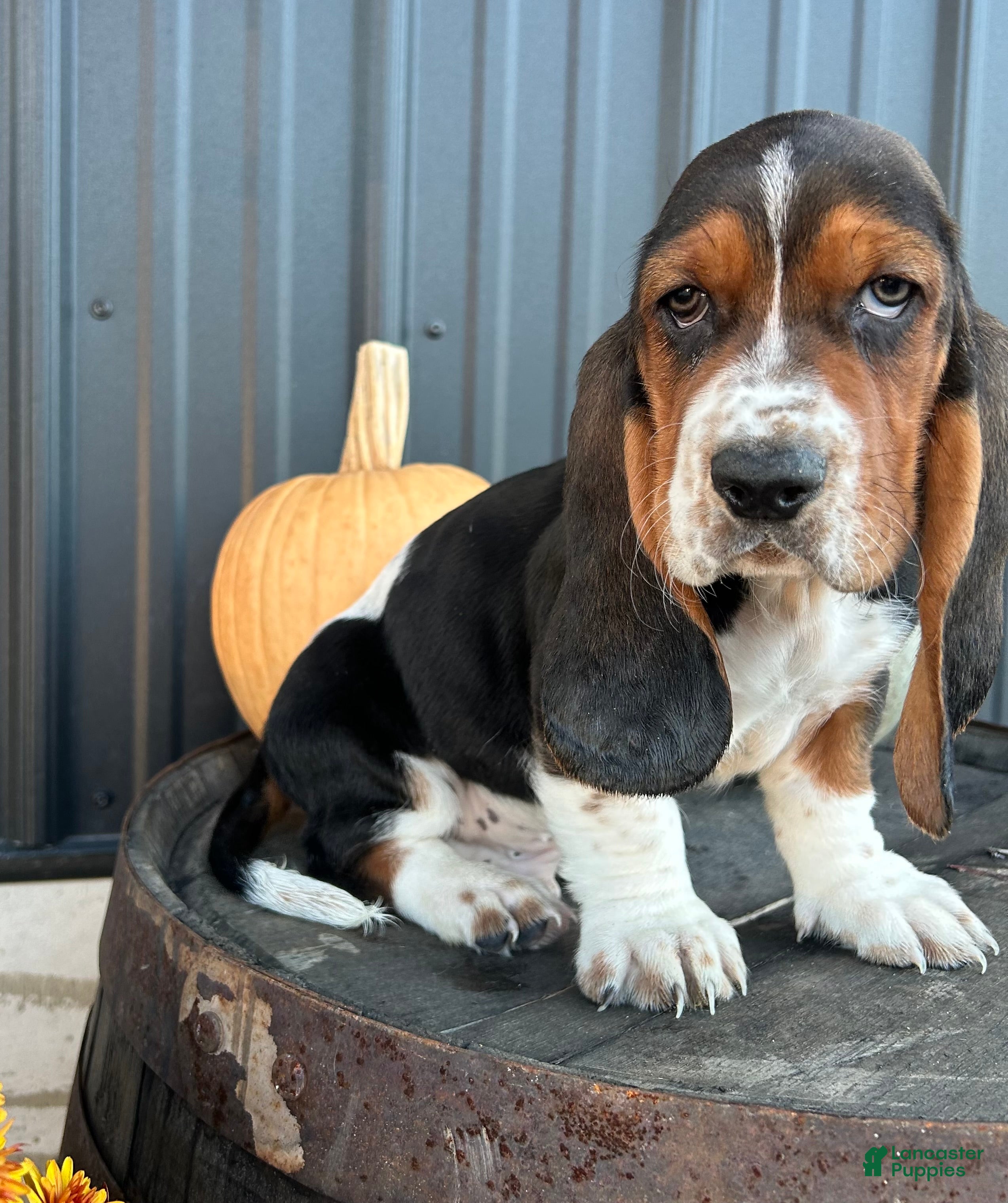 Bulldog Mix Basset Hound Mix Puppies For Sale American Bulldog