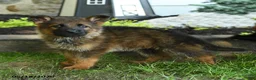 German Shepherd dogs for sale: Bryan - Ad 3