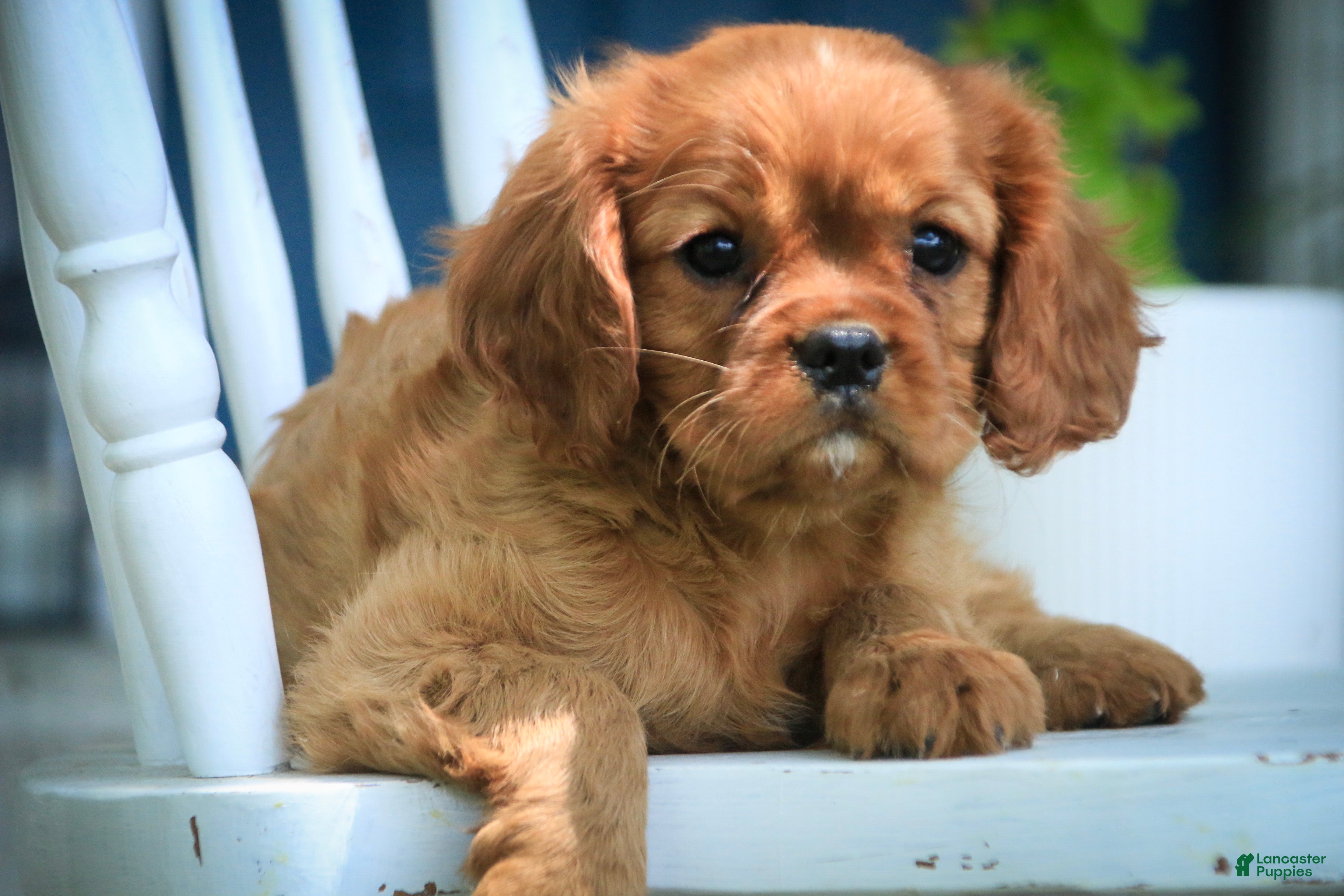 Cavalier King Charles Spaniel dogs Gemma Cavalier King Charles Spaniel  - Ad 2