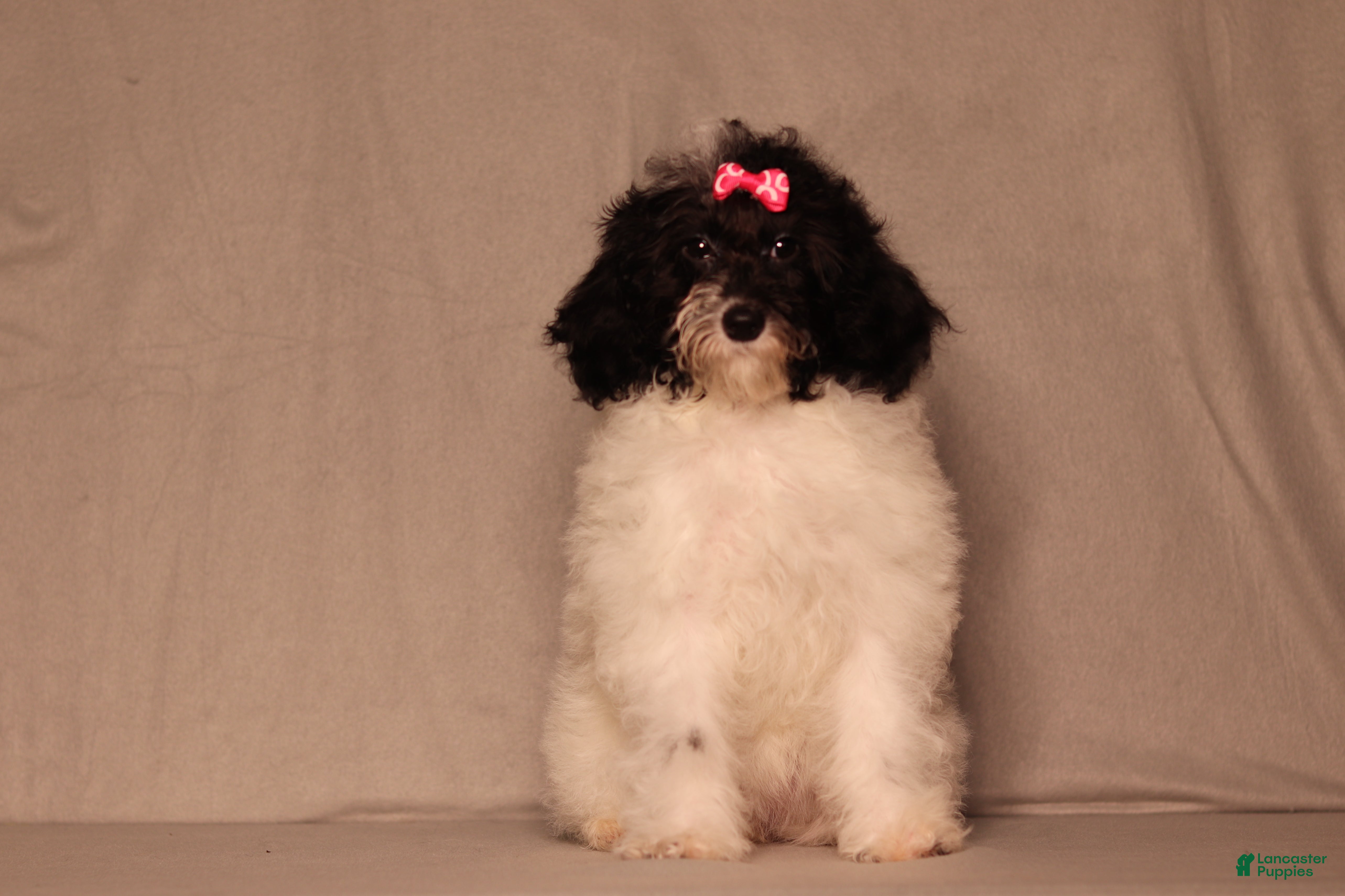 Mixed Breed dogs Paisley  - Ad 2