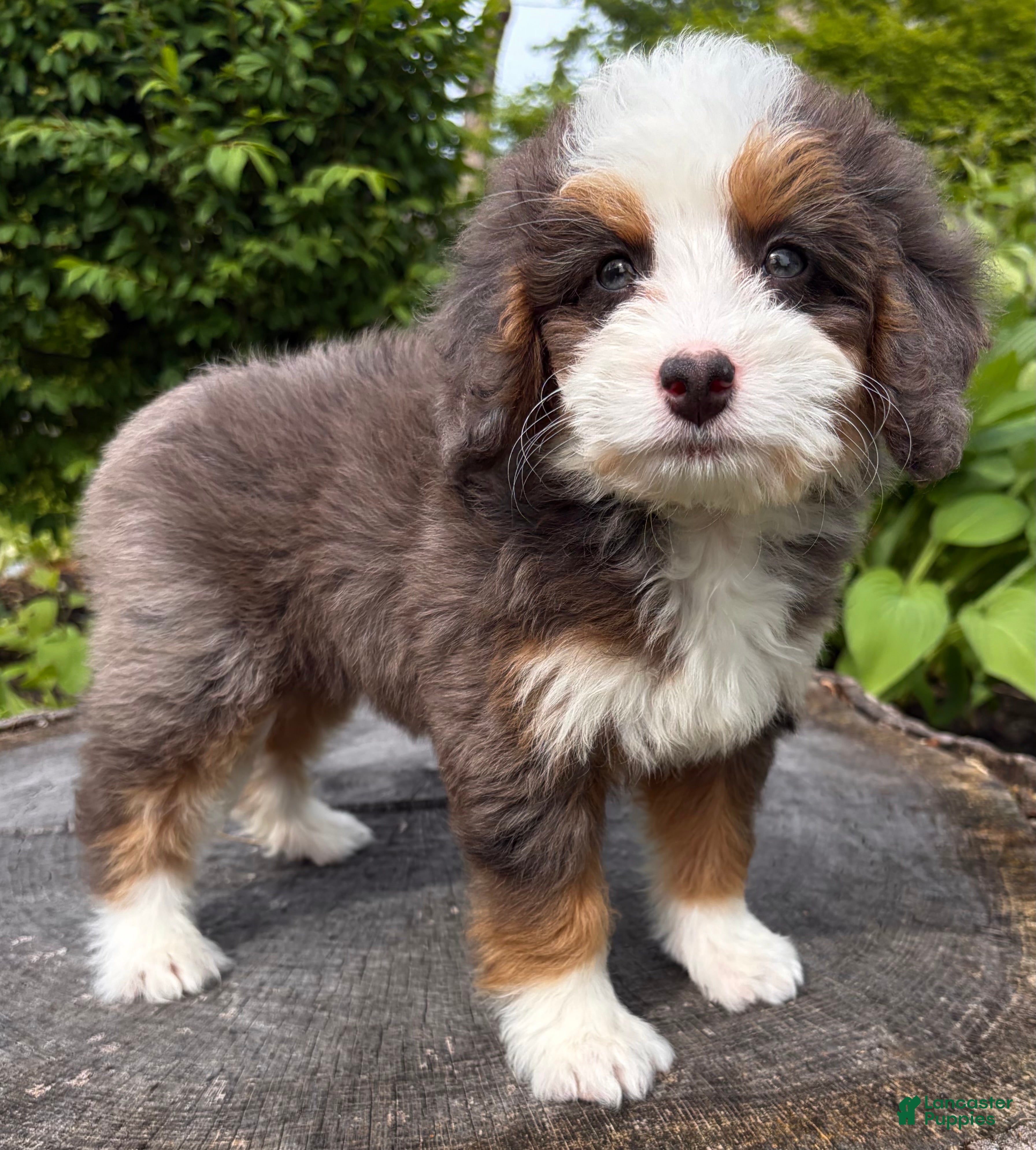 Mini Bernedoodle dogs 🧡IN BOSTON MASSACHUETTS AREA🧡TINY BLUE MERLE TRI COLOR🧡MINI BERNEDOODLE🧡 - Ad 2