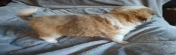 Mixed Breed dogs for sale: Charlie - Ad 6